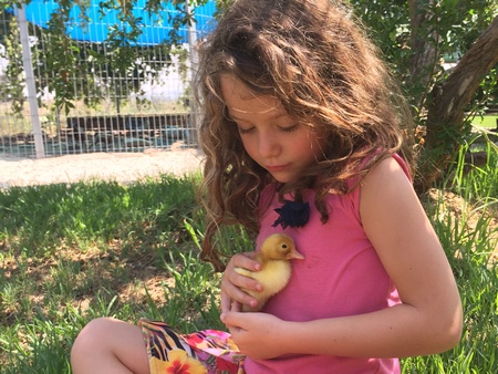 ברווזים בכפר - כפר ברוך