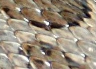 קשקשים של זעמן