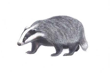 גירית מצויה