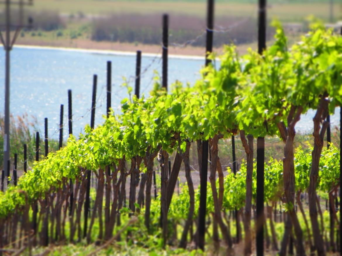 כרמים - יקב שדות