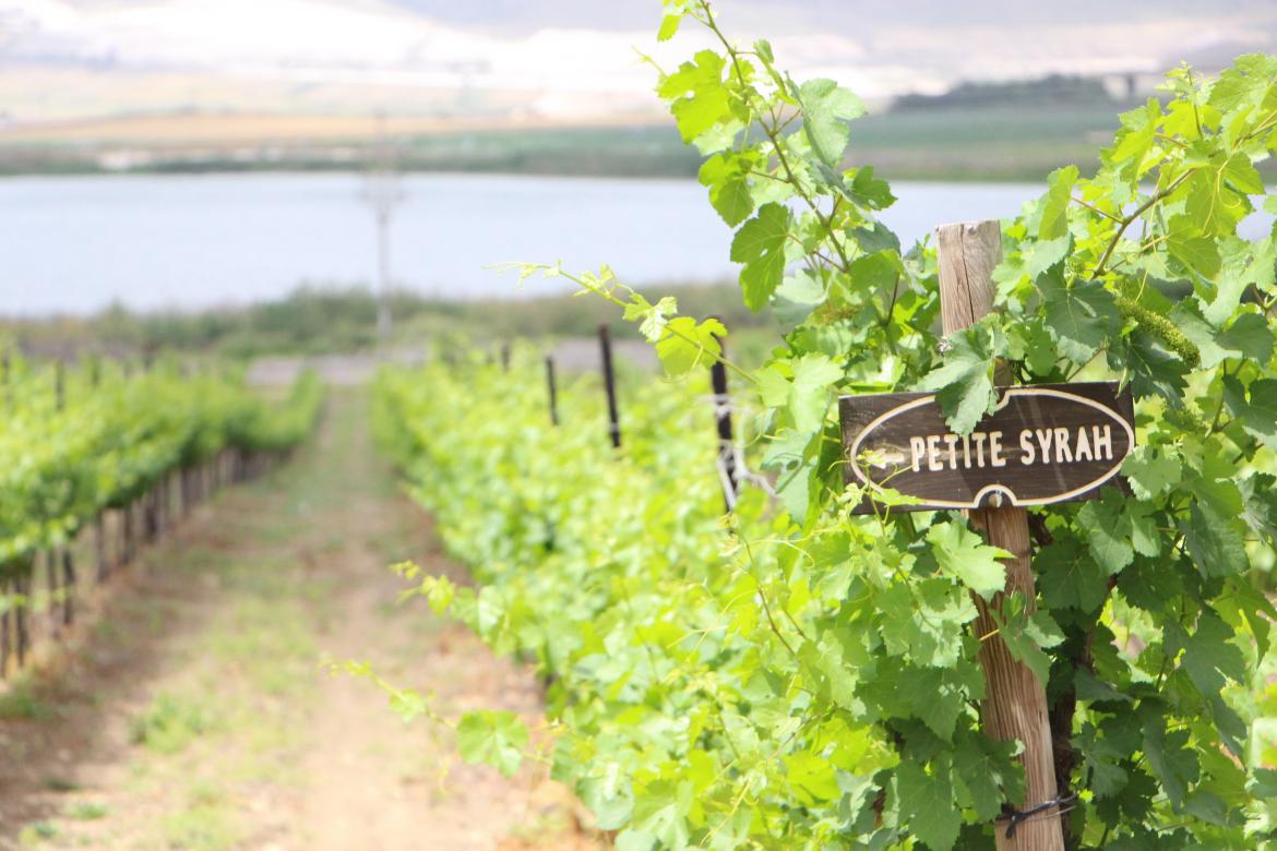 יקב שדות - כרם