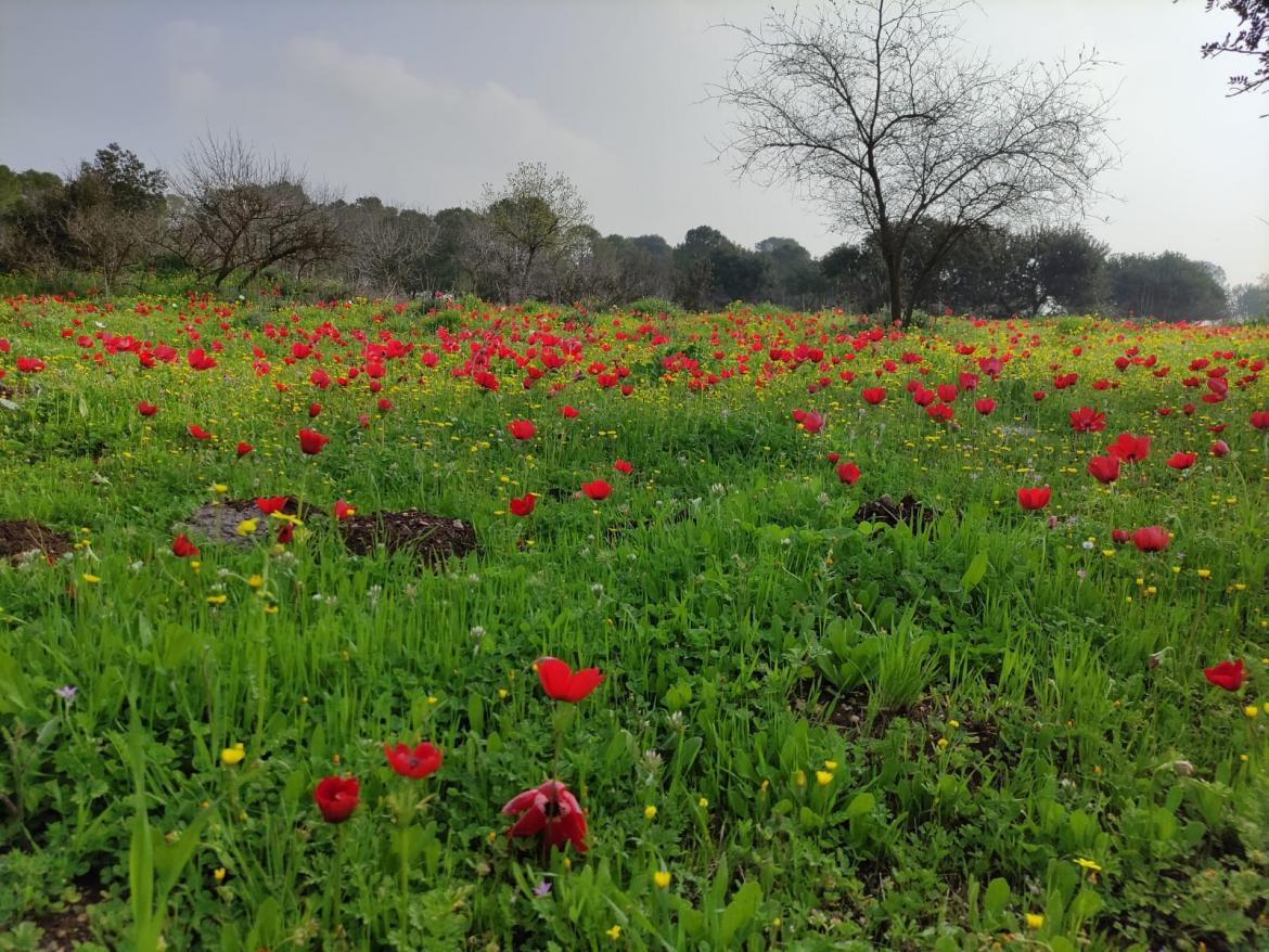 פריחה בעין דור
