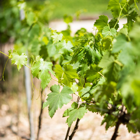 כרם יקב משק אופיר- צלם מורן קורן