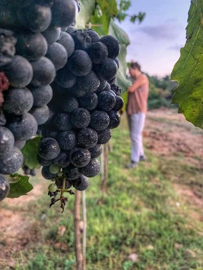 אשכול ענבים בכרם, מושב ציפורי