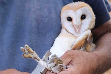 תינשמת בטיבוע