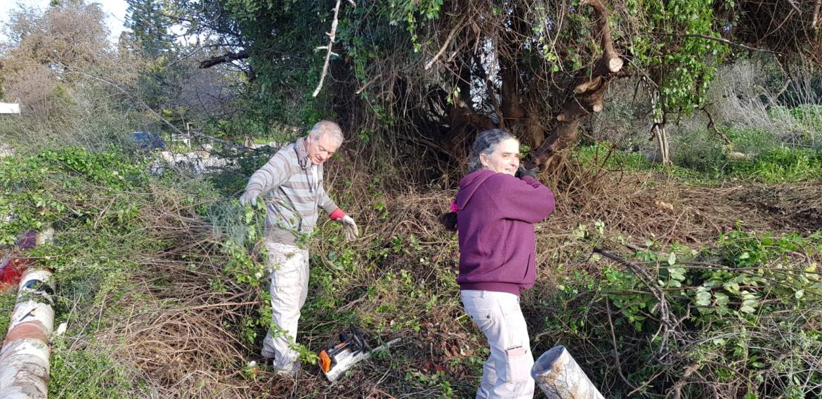 שבילאי תמרת