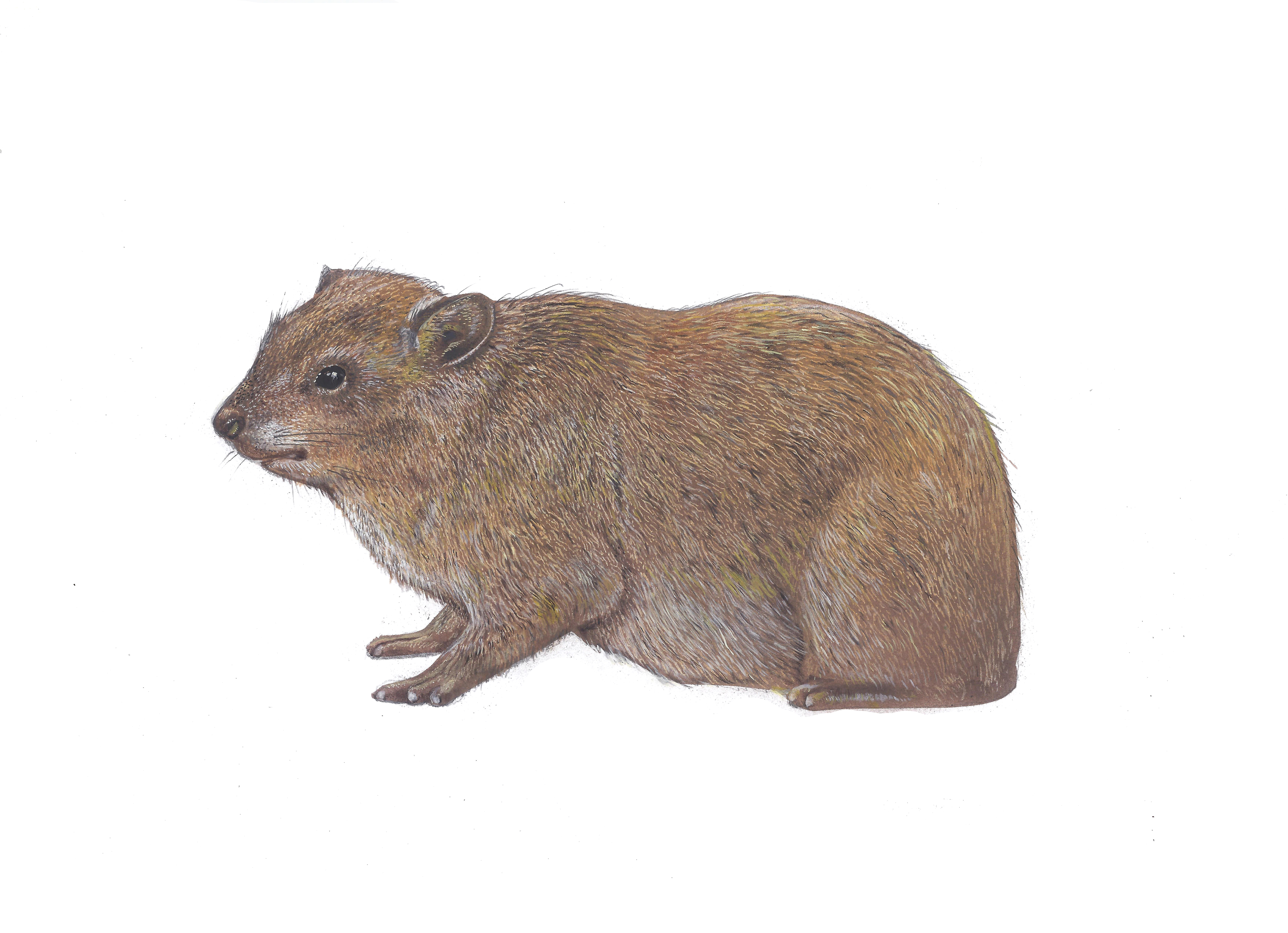 שפן הסלעים- איור טוביה קורץ