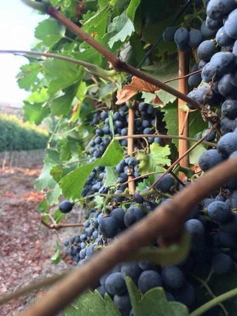 כרמים ביקב ציפורי