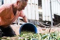 בוסתן איתן אלון הגליל