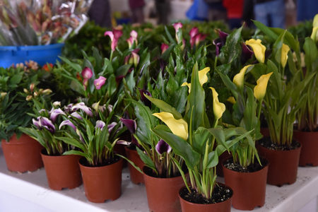 דוכן ביריד האיכרים 