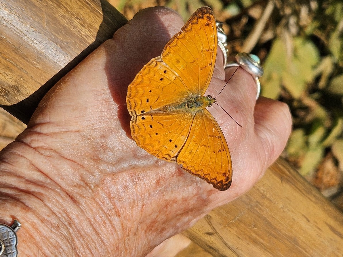 פרפר על גב יד של אישה מבוגרת