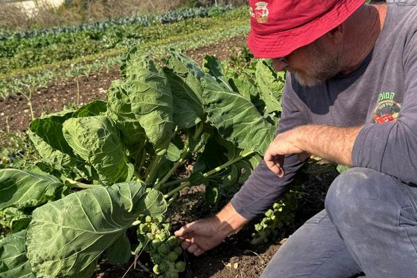 רמי חורב - קטופותי